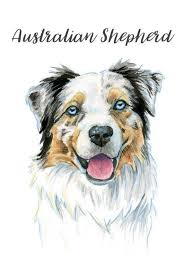 Actif Affectueux Et Intelligent Le Berger Australien Est Une Race Adorable Peint En Vives Aquarelle Et Detaille Australian Shepherd Dog Paintings Dog Sketch