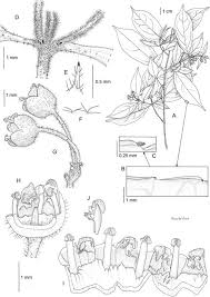 Image result for Pleurostylia capensis