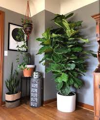 Ficus Lyrata O Ficus Pandurata In 2020 Plant Decor Indoor Diy Plant Stand Plant Decor