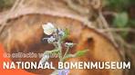 Video De collectie van Nationaal Bomenmuseum Gimborn - YouTube