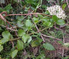 Image result for Usteria guineensis