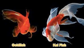As mentioned above, koi will happily eat fish fry, even if it's their own! Koi Vs Goldfish Differences Identification Guide With Photos It S A Fish Thing