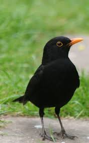 Turdus Merula Black Bird Pet Birds Beautiful Birds