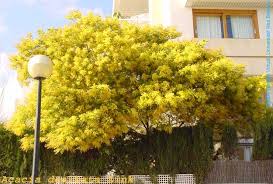 Image result for Acacia dealbata