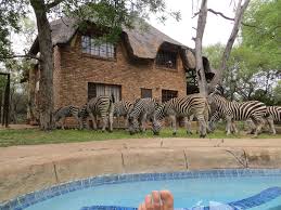 A private viewing then, in the villa? Safari In The Garden Your Private Viewing Deck Enjoy The Bush In Privacy Marloth Park