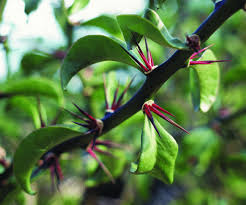Image result for Pereskia aculeata