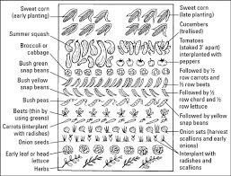 Growing Vegetables By Succession Planting And Square Foot