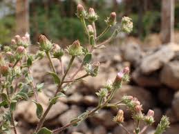Image result for Pseudoconyza viscosa
