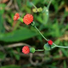 Image result for Emilia tessmannii