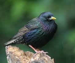 How to get rid of starlings. Nestwatch Managing House Sparrows And European Starlings Nestwatch