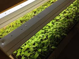 Using shop lights to grow plants. Urban Harvester Lights And Heat For Seed Starting Grow Pittsburgh