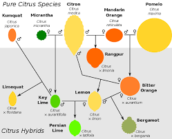 Citrus Taxonomy Wikipedia Citrus Citrus Bergamot Mandarin Essential Oil