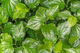 Cara mengolah daun salam menjadi teh yakni sebagai berikut sebelum mengonsumsinya, rebus terlebih dahulu daun salam. Seorang Dokter Bagikan Resep Bagaimana Daun Sirih Bisa Luluhkan Diabetes Semua Halaman Grid Health