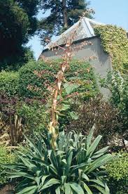 Image result for Beschorneria sp. (Biegel 5357)