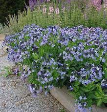 Amsonia Blue Ice Bluestar From North Creek Nurseries Plants Perennials Planting Flowers
