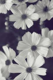 Find the large collection of 34000+ flower background images on pngtree. Friendly Flowers Black And White Cosmos Floral Photograph Print Flower Wallpaper Black And White Flowers Pictures