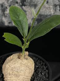 Image result for Trochomeria macrocarpa