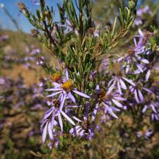 Image result for Felicia filifolia