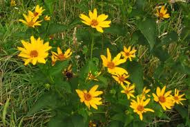 The ﬂower stalk shoots up after the. Bleeding Heartland