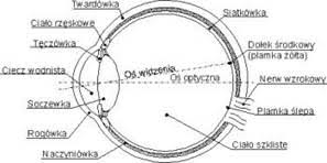 Narysuję konstrukcję obrazów w soczewkach wklęsłych. Oko I Zasada Jego Dzialania Narzedzia Optyczne Zjawiska Optyczne Bryk Pl