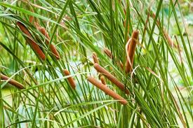 Image result for Typha capensis