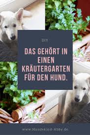 Das Gehort In Einen Krautergarten Fur Den Hund Hundekind Abby Hundeblog Hunde Garten Hunde Gesunde Hunde