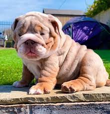 … is a gorgeous akc/apr/aca registered female english bulldog! British Bulldog Puppies For Sale In Bristol Dogsandpuppies Co Uk