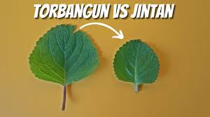 Daun ini dikenali sebagai daun bangun bangun dalam masyarakat melayu atau mungkin ada lagi nama lain. 5 Perbedaan Daun Bangun Bangun Dan Daun Jintan Youtube