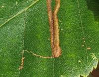 Image result for Stigmella confusella
