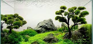 Gambar tumbuhan liar alam hijau prato tumbuh tumbuhan bunga bunga rumput 4288x3216 gambar menanam tumbuh tumbuhan tanaman terestrial daun tanaman vaskular pakis dan. Aquascape Bukan Lagi Milik Ikan Hias Kini Akuarium Mulai Ditempati Tumbuh Tumbuhan Initasik Com