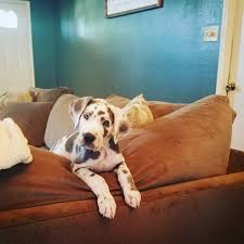 Akc great danes in minnesota. Energetic Ckc Neapolitan Mastiff Puppies Available Arcadia For Sale Los Angeles Pets Dogs
