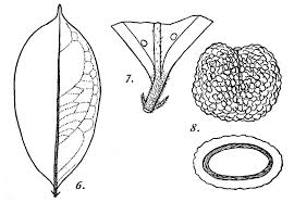 Image result for Dactyladenia