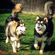 Alaskan Shepherd Dog Breed Information And Pictures
