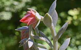 Check spelling or type a new query. How To Make An Echeveria Flower Eden Succulents