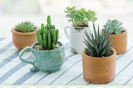 That may be true, but there's so much the cactus is a type of plant called a succulent. 11 Adorable Mini Succulents Uses Growing Tips Proflowers Blog