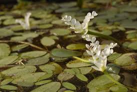 Image result for Aponogetonaceae