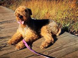 We love raising puppies and every puppy that is adopted gets a starter kit sent with it. Aubert S Airedales Home Facebook