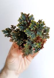 Image result for Selaginella perpusilla