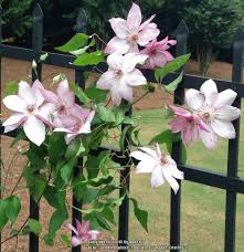 Купи саженцы клематиса омоширо по лучшей цене! Photo Of The Leaves Of Clematis Omoshiro Posted By Cem9165 Garden Org