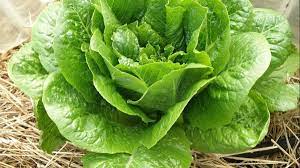 Alternately, you could also dig up the whole. For Better Tasting Romaine Lettuce Plant In Cooler Months Orlando Sentinel