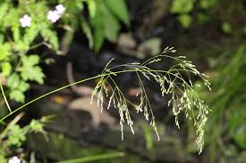 Image result for Deschampsia