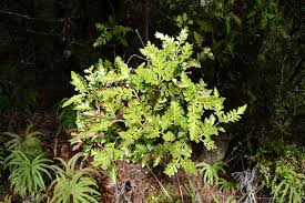 Image result for Phyllocladus trichomanoides
