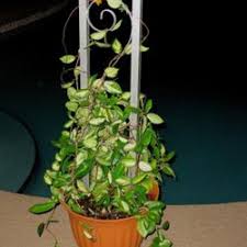 Also, no need to transplant Houseplants Forum Hoya And Terracotta Pot Garden Org