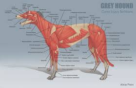 Artstation Animal Anatomy Charts Alicia Poon