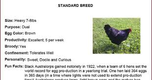 Black Australorp Chicken Egg Color Chicken Breeds Black Australorp Chicken Breeds Australorp Chicken Black Australorp