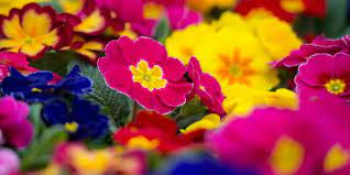 Sunday looking somewhere, also going with carol opening the door. Top10 List Flower Shops Top10berlin