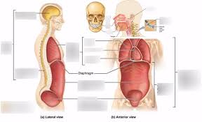 The body contains two major cavities: A P Body Cavities And Organs Diagram Quizlet