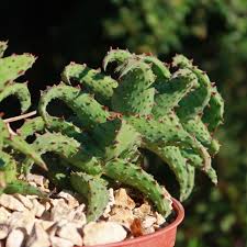 Image result for Aloe carnea