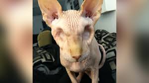 Please be sure to thoroughly read our how to adopt page before submitting an adoption application. Meet Jasper The Hairless Cat With No Eyes Who Just Became An Internet Sensation Nbc Chicago