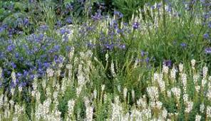 Image result for Hebenstretia